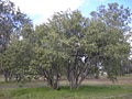 Cordia sinensis