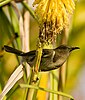 Crescent Honeyeater