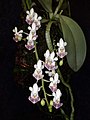 Gulsčiasis falenopsis (Phalaenopsis parishii)