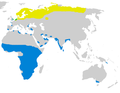 Distribuição natural de P. pugnax. Área de nidificação (amarelo) Área de invernagem (azul)
