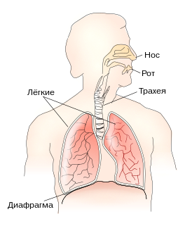 Дыхательная система