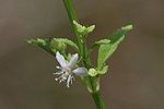 Flower of Scoparia dulcis