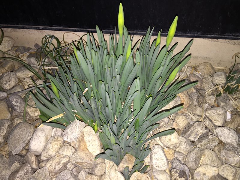 File:2015-02-09 01 49 43 Daffodil flower buds on Idaho Street (Interstate 80 Business) in Elko, Nevada.JPG