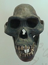 Crânio e mandíbula de Australopithecus afarensis (réplicas).