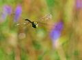 Aeshna cyanea male in flight