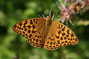 Argynnis paphia