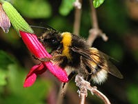 Tśmjel (Bombus terrestris)