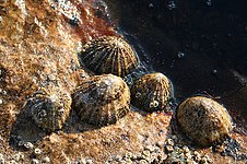 Napfschnecken und Seepocken, wobei die Seepocken z. T. auf den Napfschneckengehäusen sitzen (nahe Lossiemouth, Nordost-Schottland).