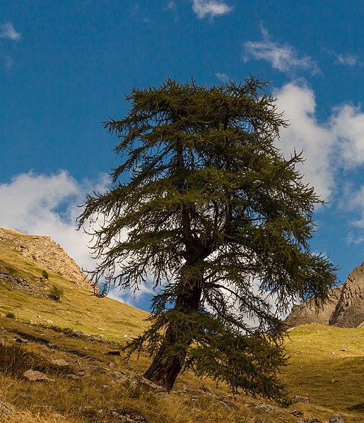 File:Bergtocht van Gimillan (1805m.) naar Colle Tsa Sètse in Cogne Valley (Italië) 034.jpg