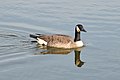 Image 6A Canada goose (Branta canadensis) swimming in Palatine. Photo credit: Joe Ravi (from Portal:Illinois/Selected picture)