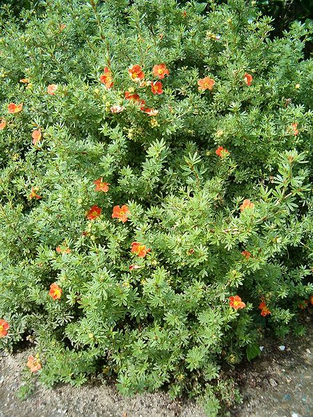 File:Dasiphora fruticosa subsp fruticosa Potentilla fruticosa RedAce HabitusFlowers BotGardBln0906.JPG