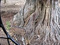 Deers at Bannerghatta National Park