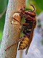 European hornet harvesting fiber and sap from a lilac twig