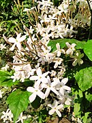 Jasminum 1.jpg