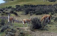 Guanacos near Torres del Paine, Chile