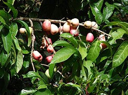 Syzygium malaccense