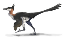 Saurornithoides mongoliensis