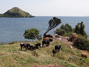 Eine Kuhherde am Kiwusee mit der Napoleon-Insel im Hintergrund