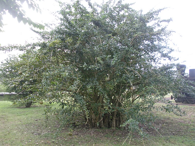 File:Sentier de découverte de la Maison de la canne (Les Trois-Îlets, Martinique) - 08.jpg