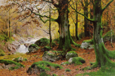 Autumnal Forest