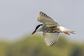 C. h. javanicus, breeding plumage