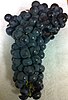 Zinfandel/Tribidrag grapes