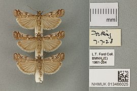 013466025 Pyralid Moth - Delplanqueia inscriptella (Duponchel, 1836).jpg