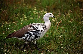 Cauquén de Magallanes/Magellan Goose.