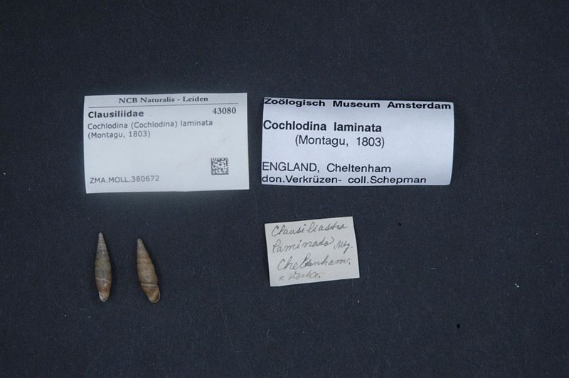 File:Naturalis Biodiversity Center - ZMA.MOLL.380672 - Cochlodina (Cochlodina) laminata (Montagu, 1803) - Clausiliidae - Mollusc shell.jpeg