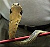 King Cobra (Ophiophagus hannah)