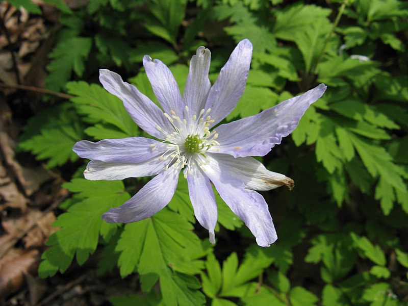 File:Anemone pseudoaltaica2.jpg