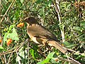 Turdus grayi (cat.)