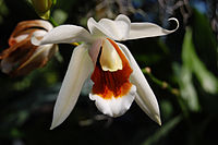 Coelogyne cultivars