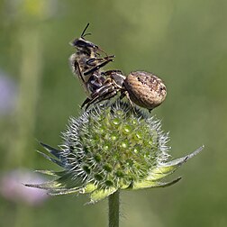 Fêmea de aranha-caranguejo (Xysticus cristatus) com uma abelha-carníola (Apis melifera carnica), uma subespécie da abelha-europeia. Perto de Bled, Eslovênia. A aranha-caranguejo é uma caçadora de emboscada que passa muito tempo sentada, com as patas dianteiras bem abertas, esperando que os insetos tropecem nelas. Na grama, ela adota uma posição de caça flexível nas pontas da vegetação, como cabeças de flores, ou na superfície do solo e, como resultado, a presa capturada é variada e composta de insetos voadores, incluindo abelhas e borboletas. Quando caça no chão, a comida tende a consistir em formigas, aranhas e outras presas de corpo mole. Muitas vezes, pega presas muito maiores do que ela. A espécie tem distribuição paleoártica, sendo encontrada em toda a Europa. (definição 2 140 × 2 140)