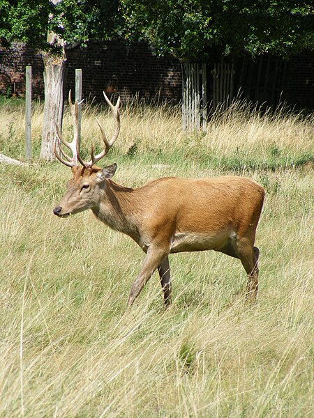 File:Deer (2789613369).jpg