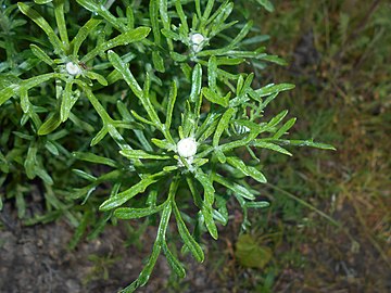 Leaves