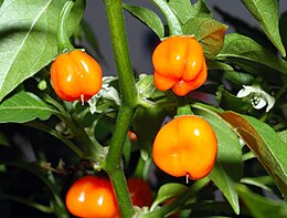 Habanero Paprika (Capsicum chinense)