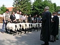 Voorstelling Heidschnucken-schapenbokken te Müden