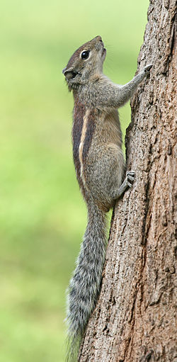 Indian palm squirrel