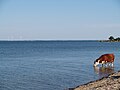 Het strand van Kesselaid. Het water is hier zo zoet dat het vee het kan drinken