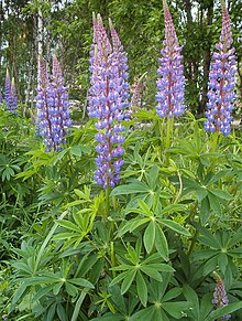 Lupinus polyphyllus.JPG