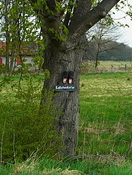 Schönheitsfehler: der Baum ist eine Roßkastanie