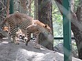 Leopards at Bannerghatta National Park