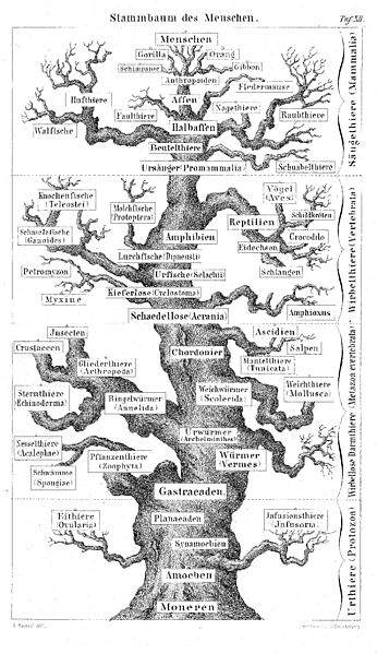 File:Pedigree of man (Haeckel 1874).jpg