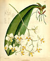 Phalaenopsis stuartiana plate 6622 in: Curtis's Bot. Magazine (Orchidaceae), vol. 108, (1882)