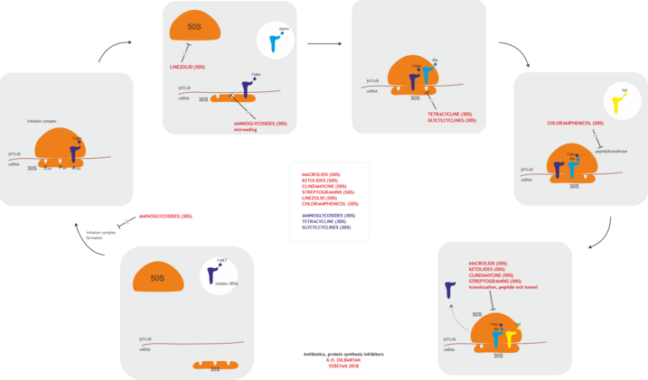 Protein synthesis inhibitors (antibiotics)