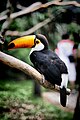 "Ramphastos_toco_-perching_on_a_branch-8a.jpg" by User:Flickr upload bot