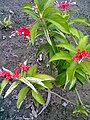 Flowers and leaves