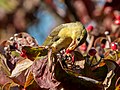 Image 70Scarlet tanager eating a berry in Green-Wood Cemetery