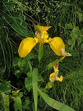 Wild Iris in Mazandaran, Iran